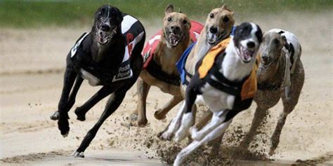 paddy power greyhound|romford dogs race card today.
